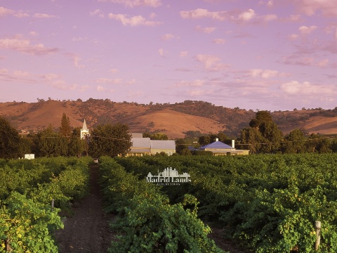 Madrid: Tour tham quan Nhà máy rượu vang sang trọng Emilio Moro