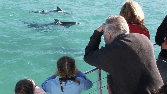 Sydney: Jervis Bay Day Trip with Dolphins, Roos & Beach Time