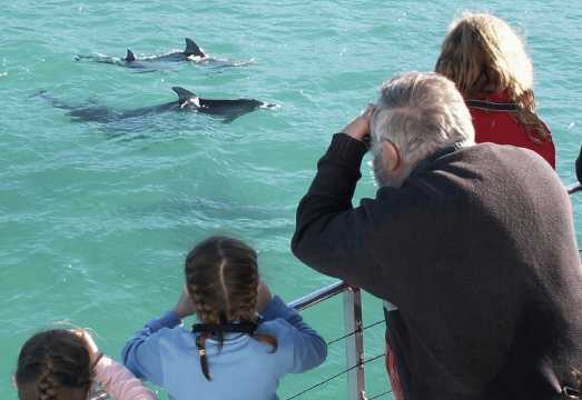 Sydney: Jervis Bay Day Trip with Dolphins, Roos & Beach Time AUD 152.48