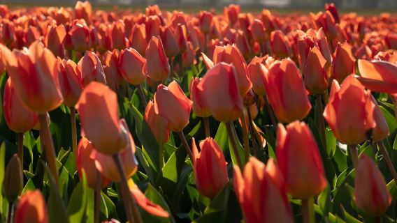 Amsterdam: Kunjungan ke Kebun Tulip, Taman Bunga Keukenhof, dan Pelayaran Menara Angin