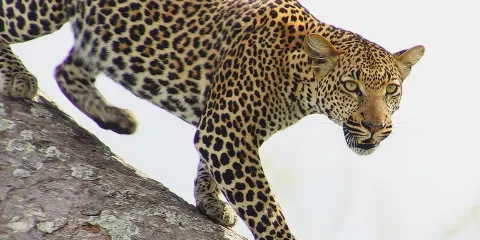 從達累斯薩拉姆出發的米庫米野生動物園一日遊(SGR火車)