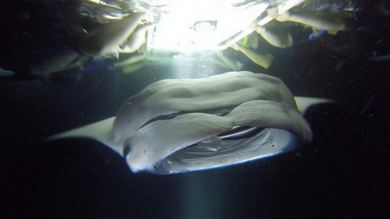 Big Island: Kona Manta Ray Night Snorkel in Keauhou Harbor