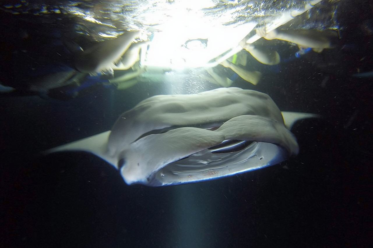 Kona Manta Ray Snorkel Tour Guarantee Sighting in Keauhou Harbor