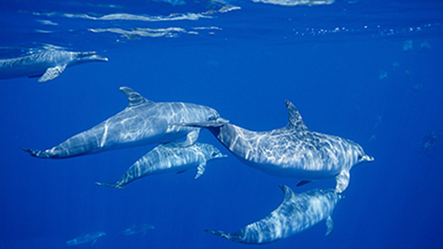印尼美娜多一日遊西拉登追海豚神秘沙洲海釣浮潛深潛水
