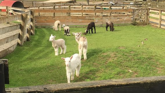 ทัวร์ Sheep World Country จากเมืองโอ๊คแลนด์