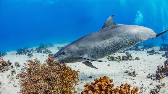 Snorkeling with Dolphins at Dolphin House Boat Trip in Hurghada
