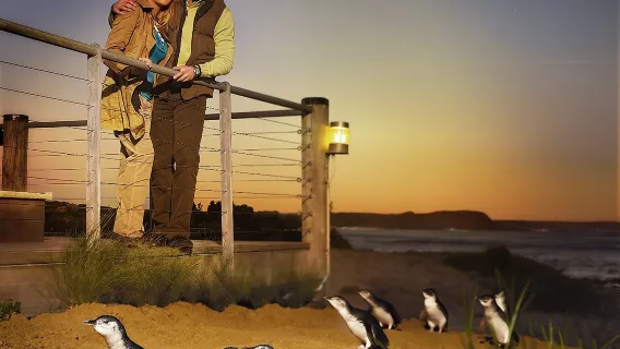 Phillip Island e Penguin Parade: tour ecologico pomeridiano da Melbourne