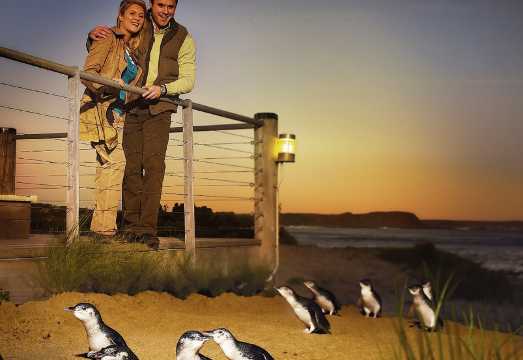 Phillip Island & Penguin Parade Afternoon Eco Tour from Melbourne AUD 158.06