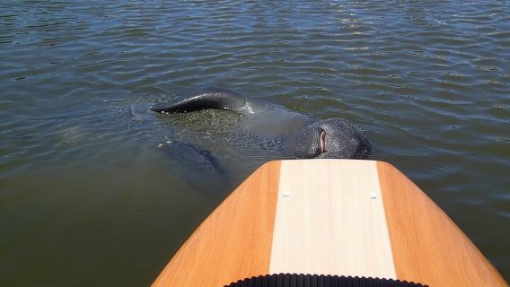 Dolphin and Manatee Adventure Tour of Merritt Island