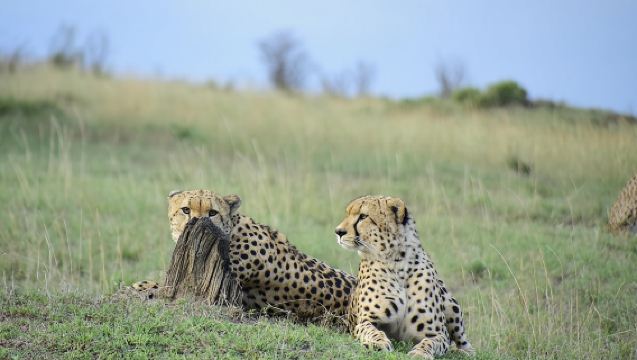 Tur Taman Nasional Nairobi