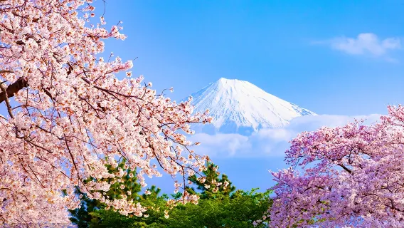 일본 도쿄 하코네 가와구치코 벚꽃구경 일일 투어[소규모 그룹 투어 | 가족과 함께하는 여름 휴가 | 중국어, 영어 가이드]