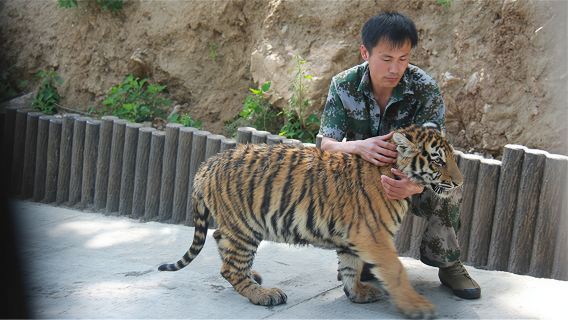 롼촨 죽해 야생동물원, 지관동, 충두계곡 일일 투어(영어 및 중국어 제공)