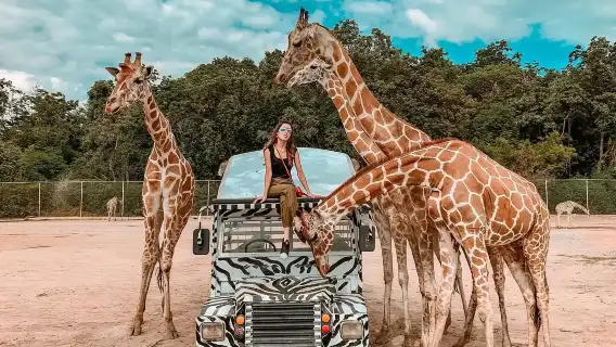 北碧府野生動物園+虎窟寺+巨雨樹+桂河大橋私人團一日遊