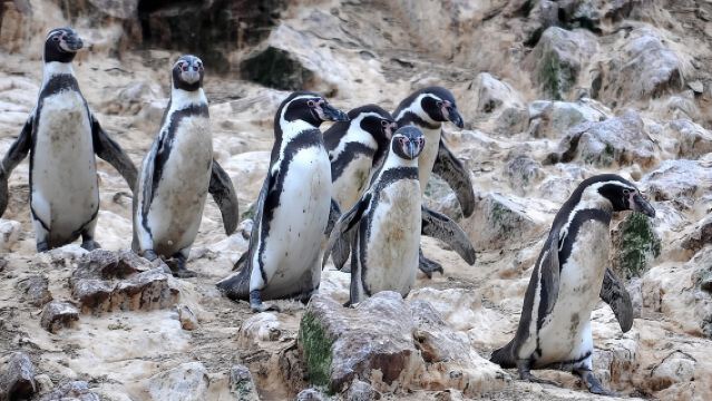 7-Hours Tour in Paracas National Reserve with Pickup