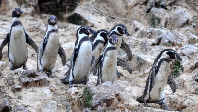 7-Hours Tour in Paracas National Reserve with Pickup