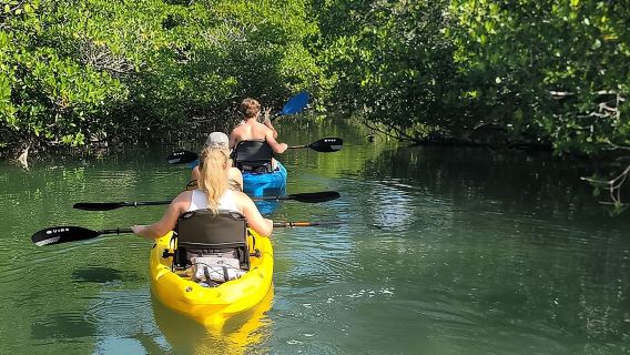 Recorre en kayak los manglares de los Cayos de Florida