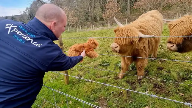 From Edinburgh: Glenfinnan, Fort William and Highland Cows