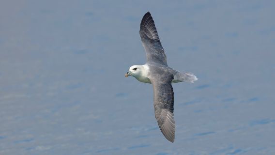 South Queensferry: crociera per il birdwatching con guida RSPB