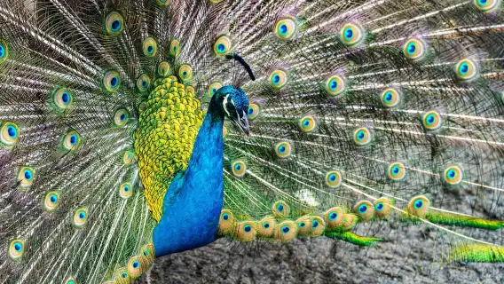 ฮอกไกโด│กระเช้าลอยฟ้าคุโรดาเกะ ทัวร์ชมใบไม้เปลี่ยนสีที่สวนสัตว์อาซาฮิยามะ