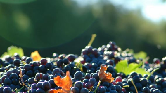 Bandol and Cassis: Full Day Wine Tour from Marseille