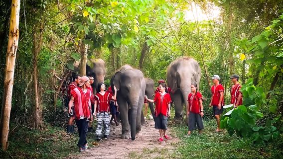 Trại gia đình voi Kerchor, Cho voi ăn và tắm/chăm sóc voi/trải nghiệm văn hóa Thái Lan