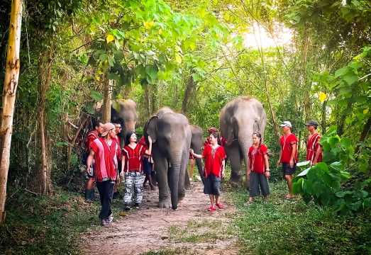 Kerchor​ Elephant​ Family​ Camp, Feeding and bathing elephants/elephant care/Thai cultural experience