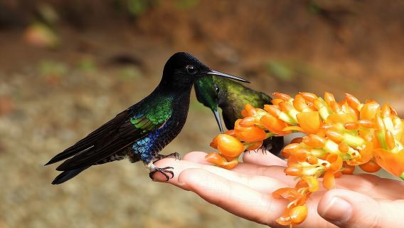 Private Mindo-Nebelwald-Tour