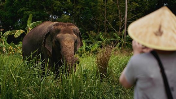 Half Day Elephant Home Sanctuary in Samui