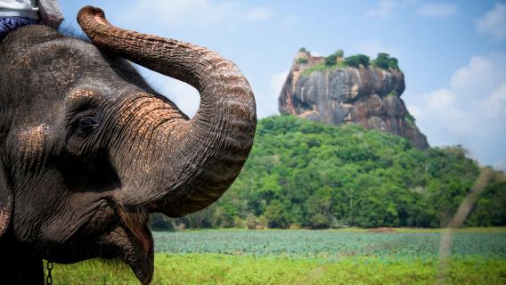 斯里蘭卡錫吉里耶獅子岩+Hiriwadunna Lake一日
