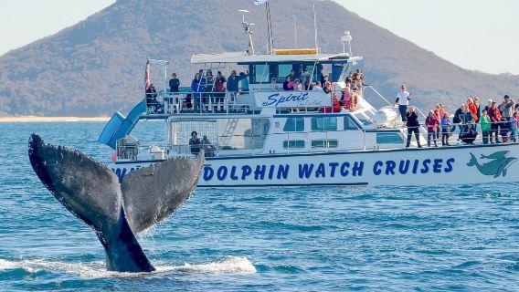 聖誕/元旦必囤 雪梨史蒂芬港 觀海豚/滑沙/四驅車中文一日遊