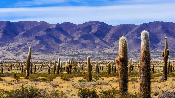 From Salta: Full-day tour to Cachi and Los Cardones National Park