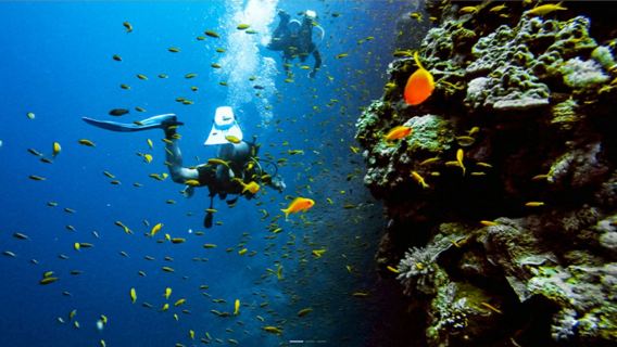 タイ・サムイ島でダイビングダイビング体験 - OW/AOW認定試験(8時間)【サムイ島スキューバダイビング日帰りツアー(経験豊富なインストラクター付き)(認定取得可)】