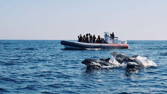 Recherche de dauphins et grottes de Benagil depuis Albufeira