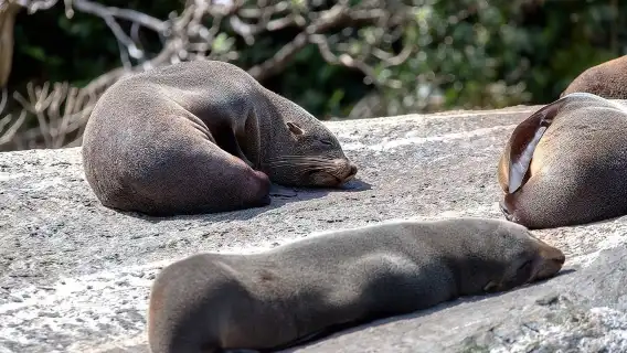 Milford Sound Coach & Cruise from Queenstown: Panoramic Views