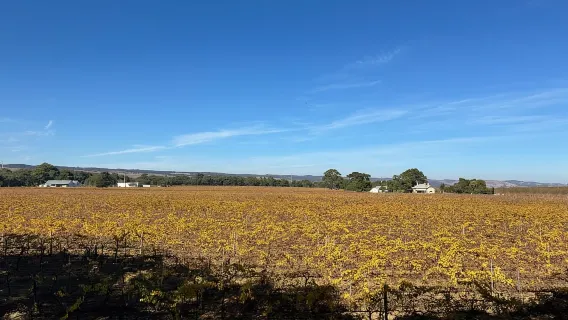Tour di un giorno intero dei punti salienti della città di Adelaide