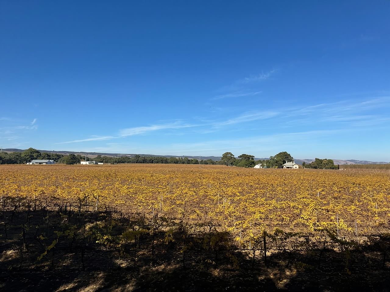 Adelaide City Highlights via Hahndorf Half-Day Tour