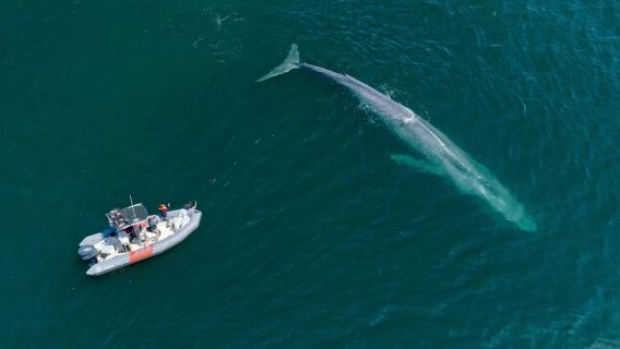 San Diego: Whale and Dolphin Watching Speedboat Tour