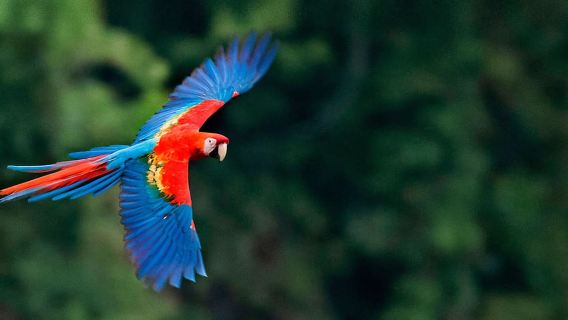 Excursión a la collpa de Chuncho|Observación de loros y guacamayos|