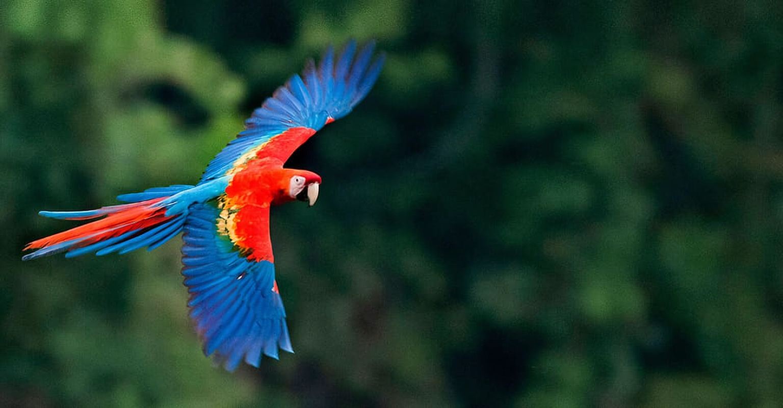 Excursion to the Chuncho clay lick |Parrot - Macaw watching|