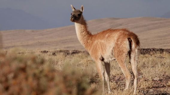 San Pedro de Atacama: Safari naturalistico e fotografico