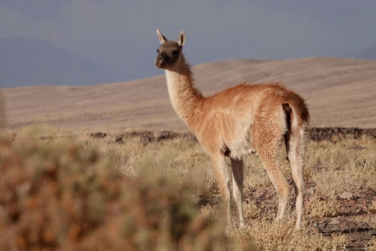 San Pedro de Atacama : Safari animalier et photographique