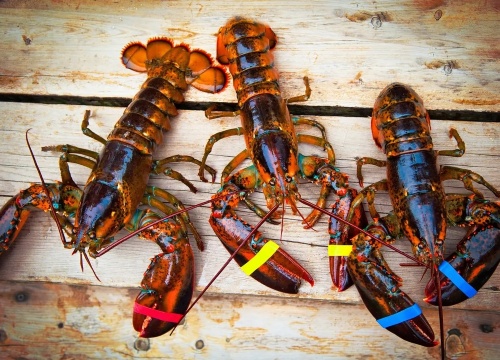 [Official Ticket] Mezza 9 "Dine with the Chef" buffet - unlimited Boston lobster