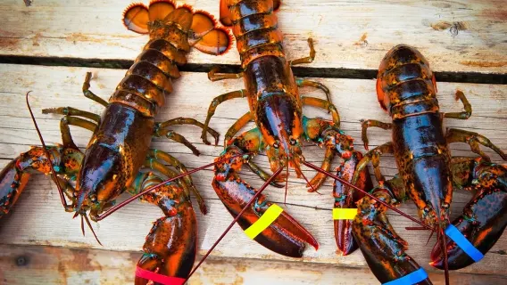 Mezza 9 "Dine with the chef" buffet - Unlimited Boston lobster for dinner