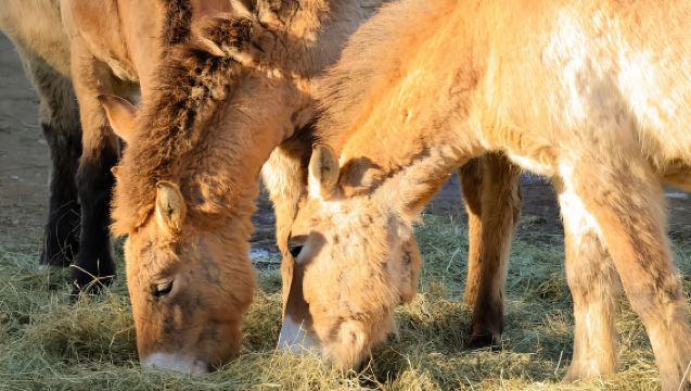 Praga: Guida Audio dello Zoo di Praga con Biglietto Elettronico