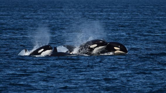 Anacortes: Orca Whales Guaranteed Boat Tour near Seattle