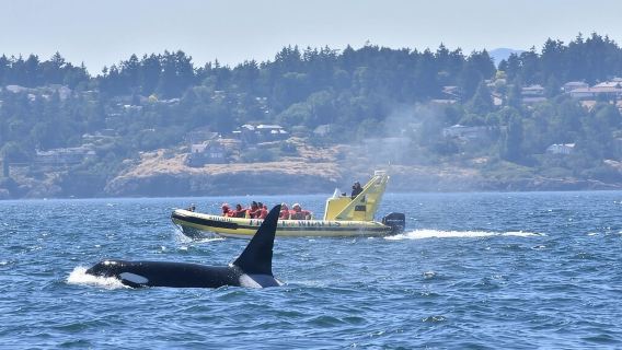 Victoria Zodiac Boat Whale Watching Adventure