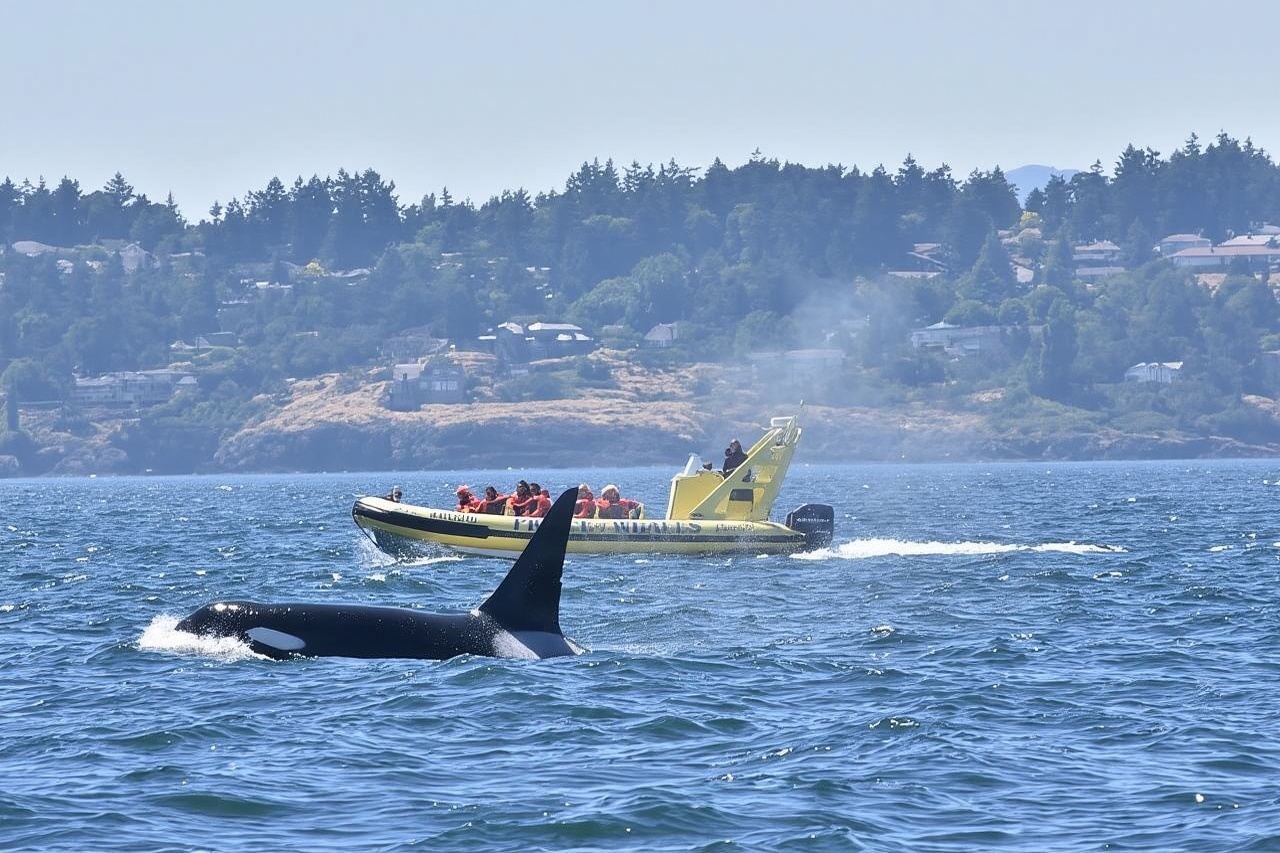 Aventura de avistamiento de ballenas en un bote zodiac en Victoria