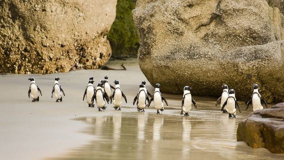 African Penguins (Boulders Beach) Half Day tour from Cape Town