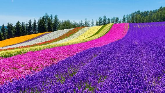 ทัวร์ส่วนตัวแบบปรับแต่งได้หนึ่งวันในฟุราโนะและบิเออิ (สูงสุด 3 ท่าน/11 ชั่วโมง)