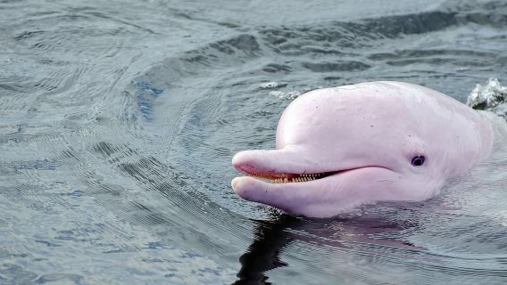 Lantau Island one-day tour|See the Tian Tan Buddha, dolphins, and Ngong Ping 360 cable car(optional)